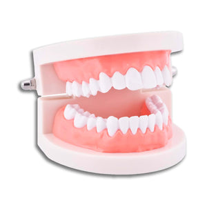 Tooth Model